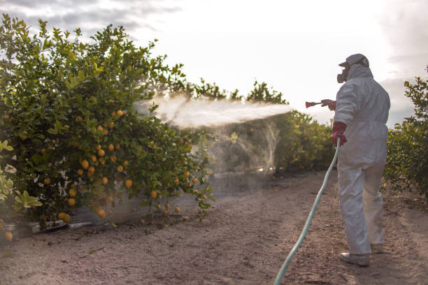 Best Pest Control Treatment  in Shenandoah, LA